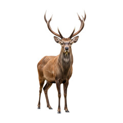 Majestic Sika deer stag, full body, reddish-brown coat, large multi-branched antlers, noble expression, standing calmly on a transparent isolated background, ultra-realistic studio photo, concept of