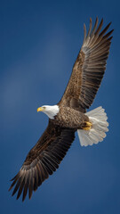 Obraz premium soaring eagle with blue sky background