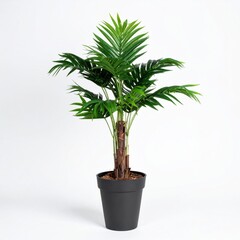 Obraz premium Indoor Areca Palm Plant in Black Pot on White Background for Home Decor