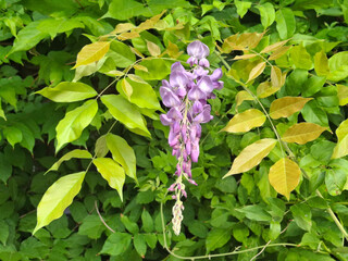 a delicate and elegant wisteria shoot drooping in its foliage