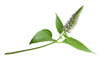 Beautiful flowering plant with green leaves, displayed on a white isolated background.