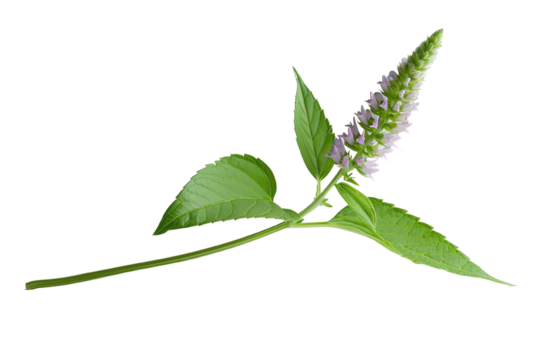 Beautiful flowering plant with green leaves, displayed on a white isolated background.