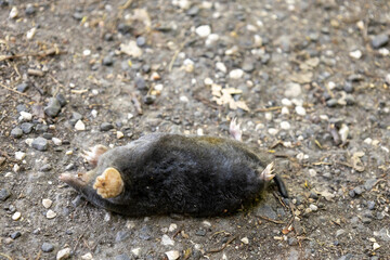 Dead mole lying on gravel path