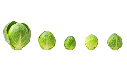 Fresh green cabbages of varying sizes arranged in a line, highlighting their natural beauty on a white isolated background.