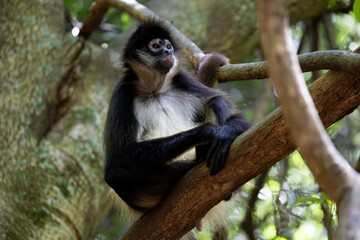a spider monkey on the move