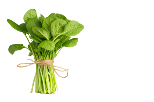 Fresh spinach bunch tied with string, isolated on a white background.