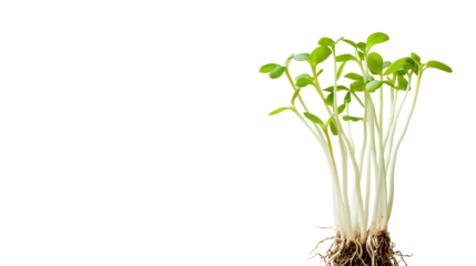 Green sprouts with roots, isolated on a white background, symbolizing growth and new beginnings.