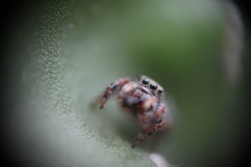 spider on a cactus