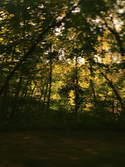 autumn in the forest