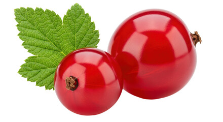 Isolated Red Currant