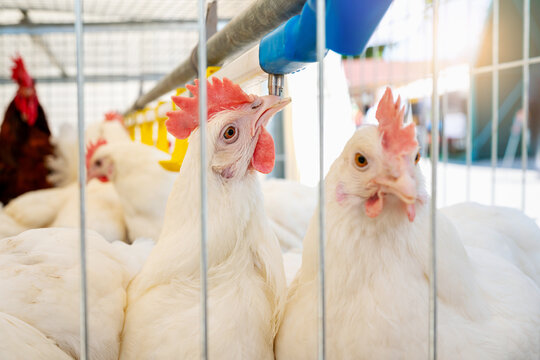 Dekalb White chickens drinking from water dispenser at poultry farm