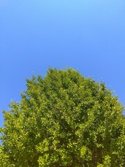 真夏の猛暑日の銀杏と青空