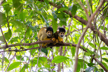 two squirrel monkeys in a tree