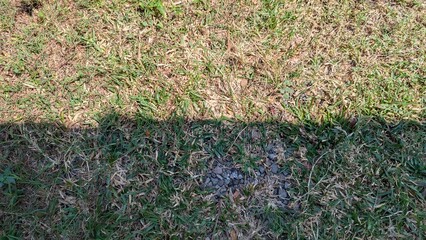 A ground-level view of mixed green and dry grass, bisected by a sharp shadow, highlighting textures and small rocks, showing the effect of direct sunlight.