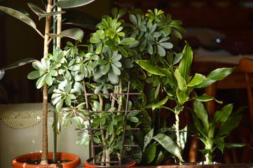 schefflera dwarf umbrella plant in the pot