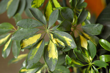 schefflera dwarf umbrella plant in the pot