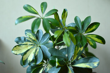 schefflera dwarf umbrella plant in the pot