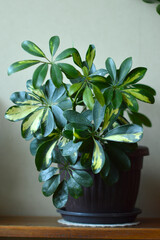 schefflera dwarf umbrella plant in the pot