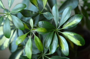 schefflera dwarf umbrella plant in the pot