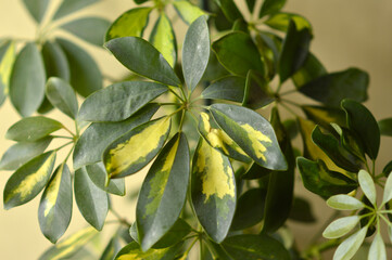 schefflera dwarf umbrella plant in the pot