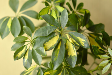 schefflera dwarf umbrella plant in the pot