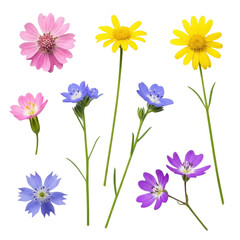 Pristine collection of delicate pink, yellow, blue, and purple wildflowers with intricate heads and slender green stems, perfectly isolated on a transparent background, top-down view, botanical