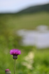夏の八島湿原・ノアザミ／長野県