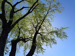 Green tree against blue sky. 