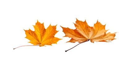 Fototapeta premium Colorful maple leaves on a white background