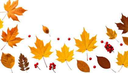 Colorful maple leaves on a white background