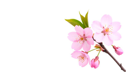 Naklejka premium A bright pink bouquet, including roses and tulips, is elegantly placed on a white background