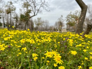 field of dandelions, flowers