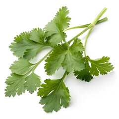 Coriander isolated on white background.