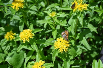 夏の八島湿原・ホソバノキリンソウとコヒョウモンモドキ／長野県