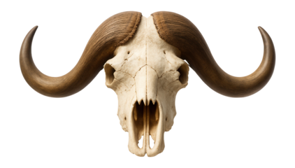 Musk ox skull with curved horns and prominent nasal cavity