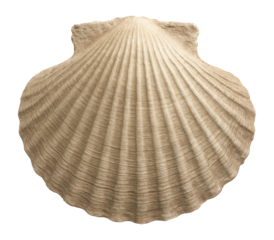 Pecten shell fossil with fan-like shape and distinct growth lines