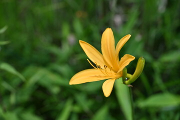 夏の八島湿原・ニッコウキスゲ／長野県