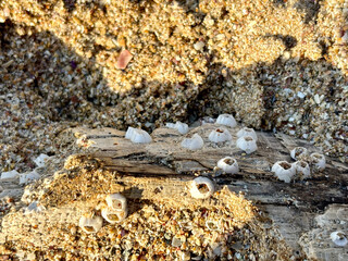 Macro Photo of Barnacles and Shells on Driftwood