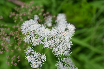 夏の八島湿原・カラマツソウ／長野県