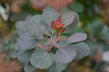 Cotinus , the smoketree or smoke bush, is a genus of seven species of flowering plants, background