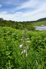 夏の八島湿原・ギボウシ／長野県