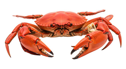 Isolated Cooked Crab
