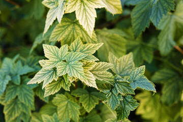 Closeup leaves of currant. Shallow focus. Nature background.