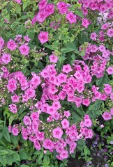 perennial garden flowers phlox, beautiful pink flowers, beautiful flowering herbaceous plants