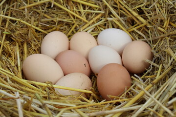Fresh home-raised eggs lie on the straw in my barn