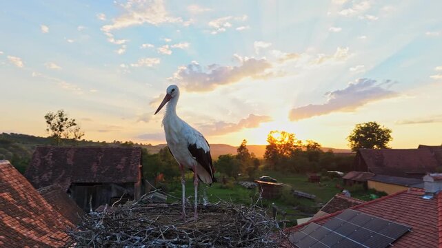 Aerial view of a stork nest in Viscri village, Romania. Viscri Village, famous travel destination in Romania. Authentic village with old houses. Single stork in the nest at sunset. Beautiful landscape