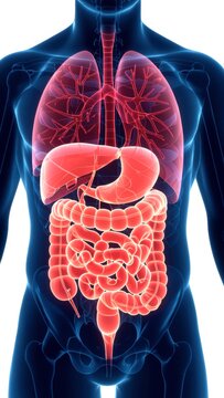 x-default Human Digestive System Anatomy