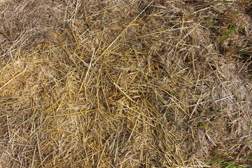 Straw background, barley was harvested on our farm, and straw remained