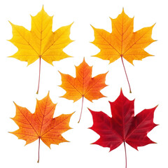Obraz premium Six photorealistic maple leaves, detailed veins, golden yellow to crimson red, on a clean white background with copy space, bright studio light, top-down view, concept of autumn's transition and