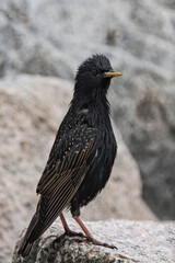 Common starling at the oceanfront in British Columbia, Canada. 